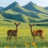 WWW,ccc14·COM网站APP